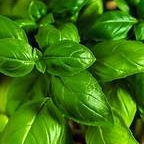 Basilic paquet