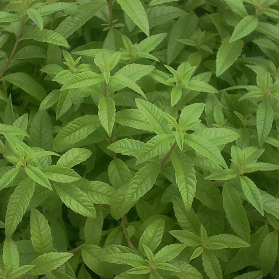 VERVEINE CITRONNEE