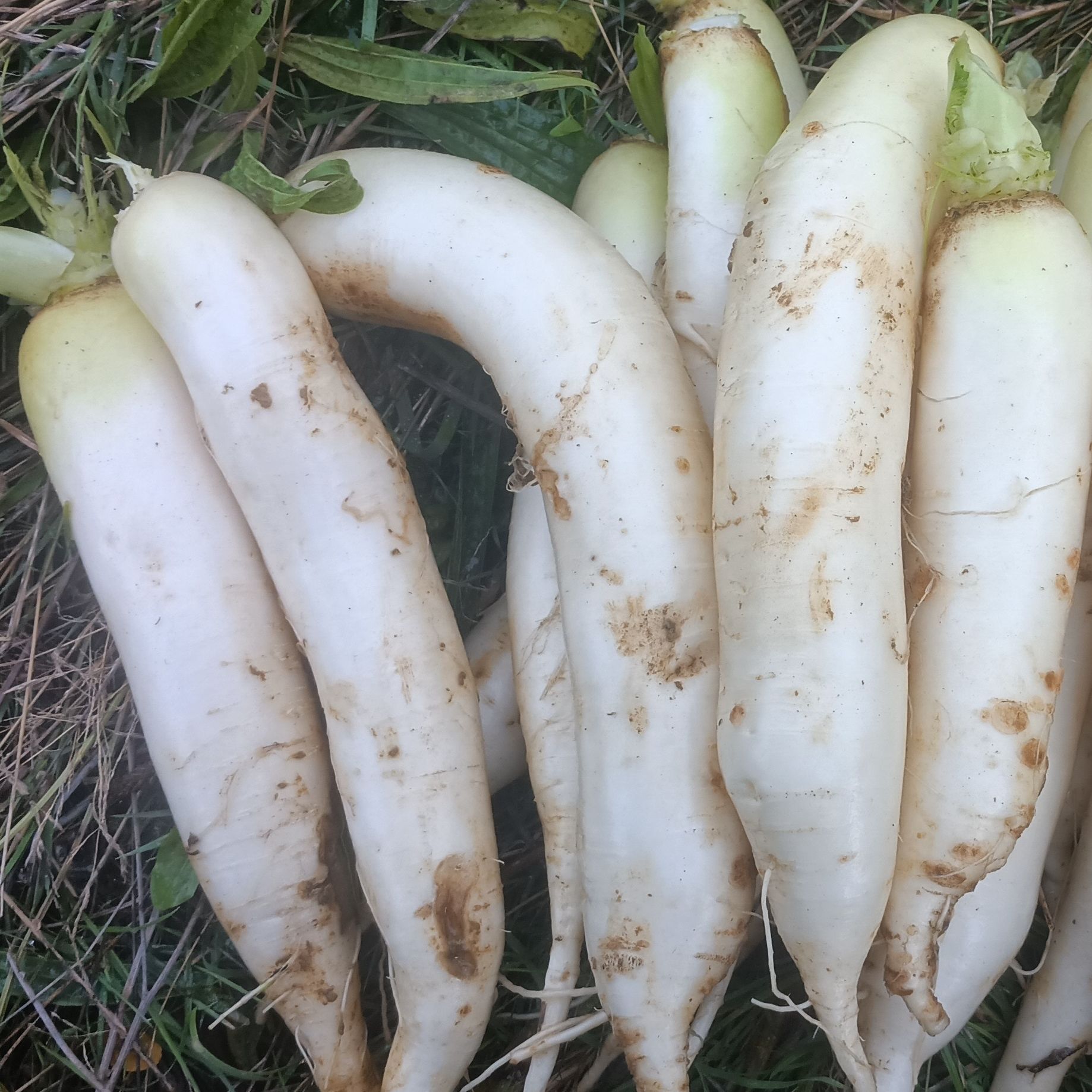 Radis Daïkon