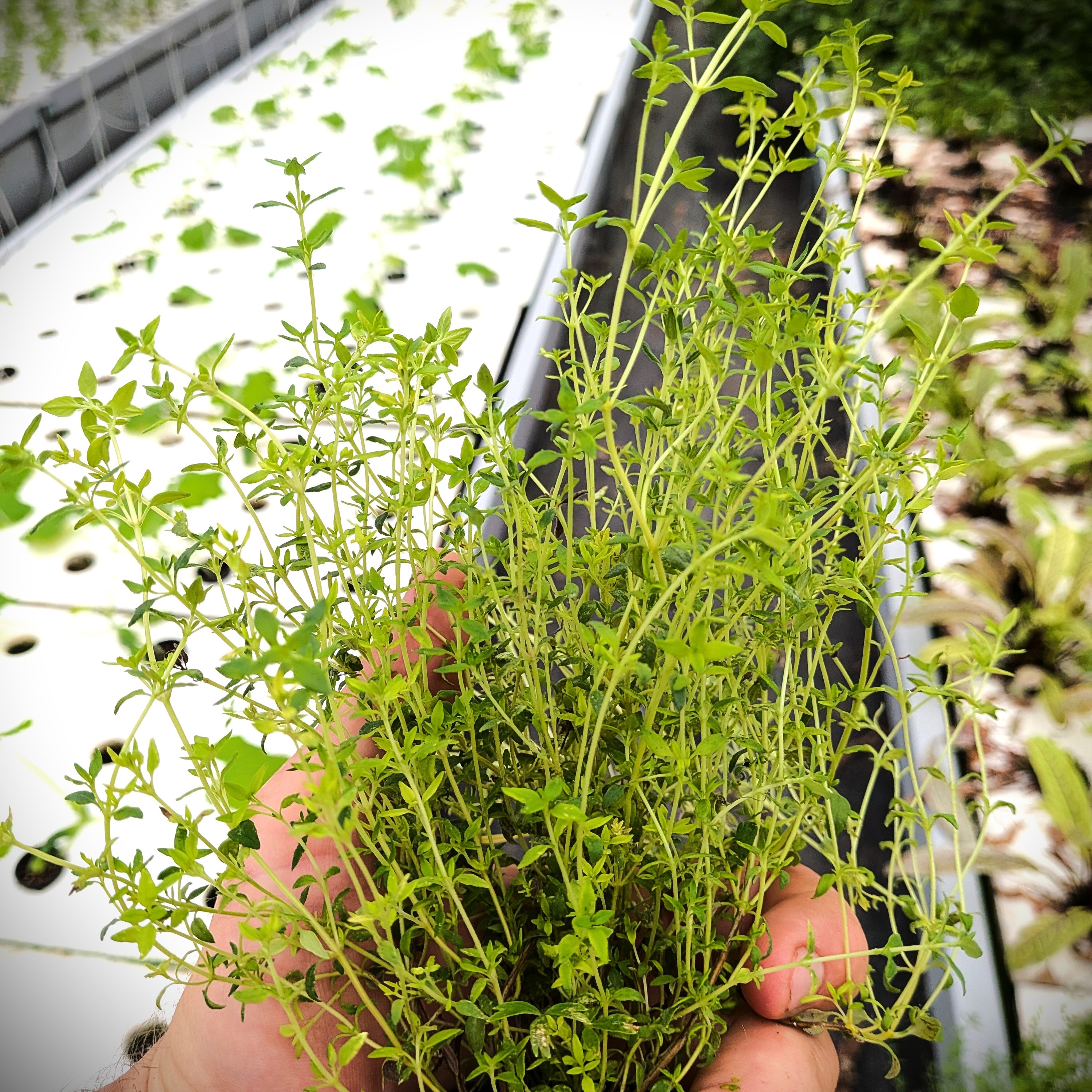 Thym commun vivant - 1 pot - 30g
