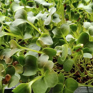 Micropousses Radis - 250g