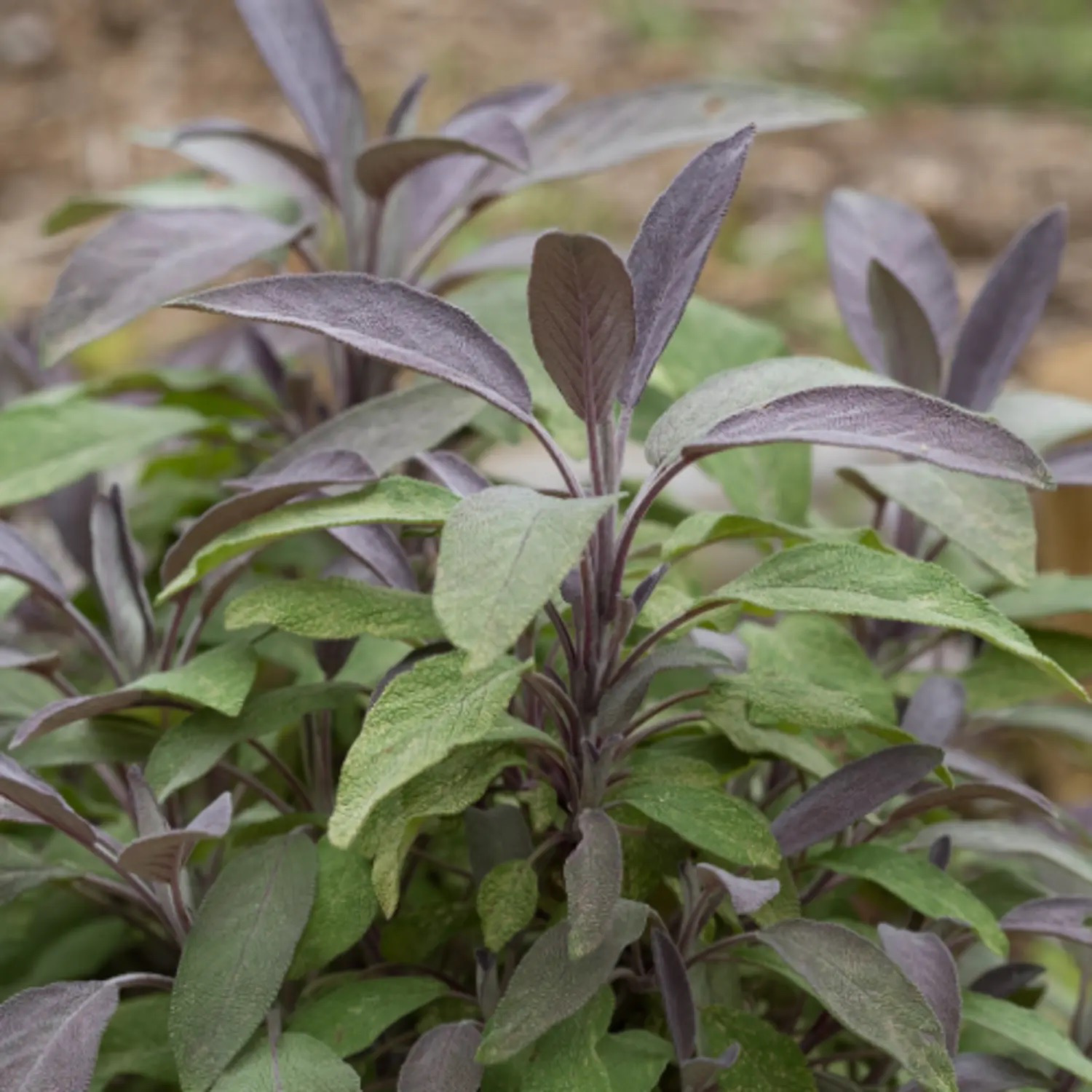 SAUGE OFFICINALE POURPRE Bio