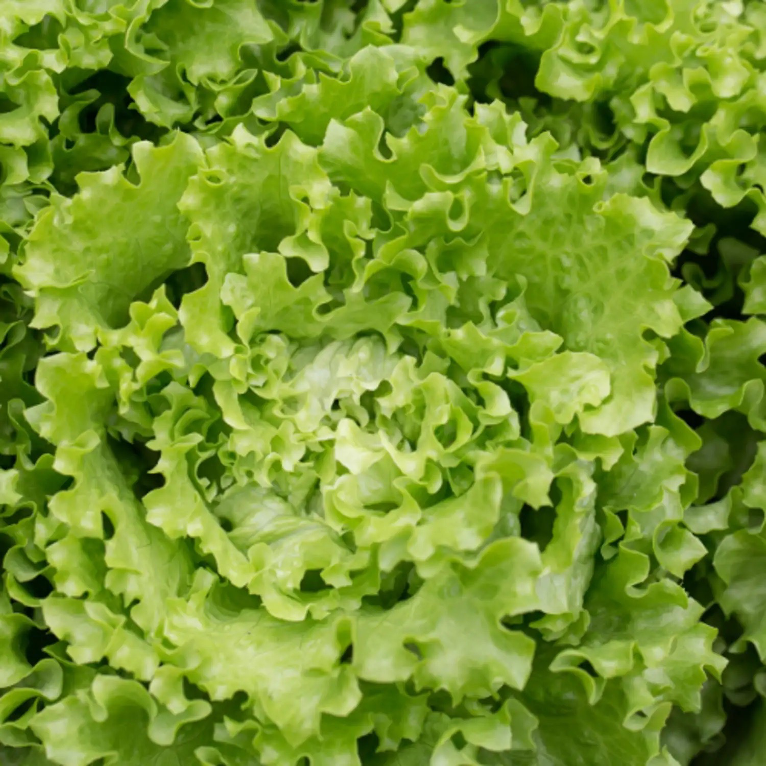 SALADE - BATAVIA VERTE Bio