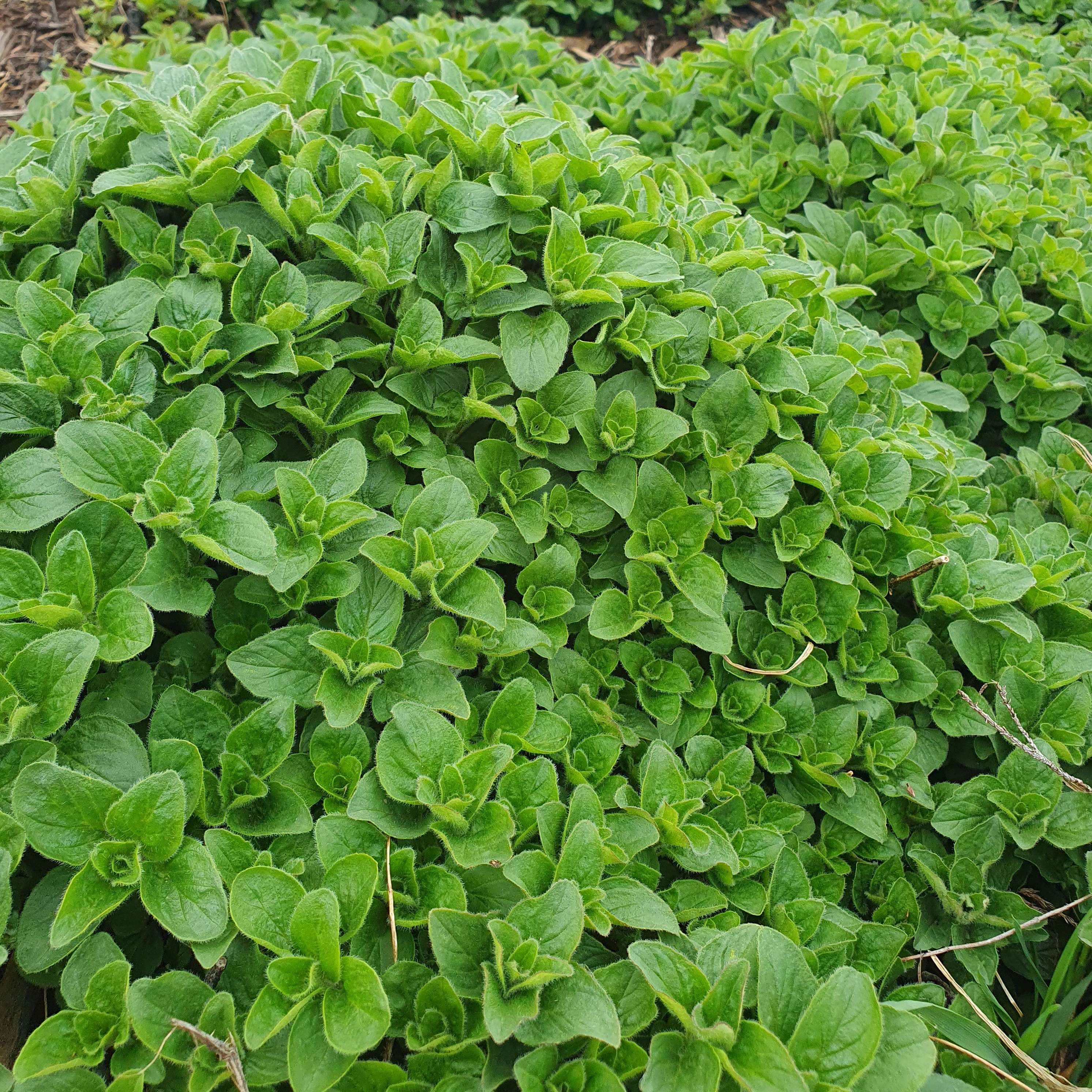 Origan (bouquet)