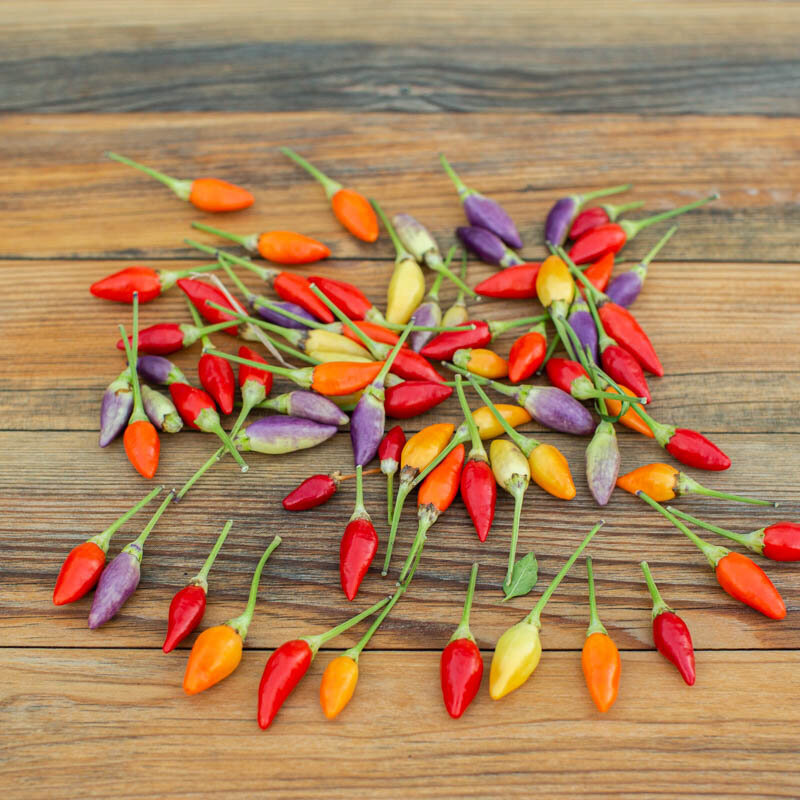 Plant de piment- Numex Twilight