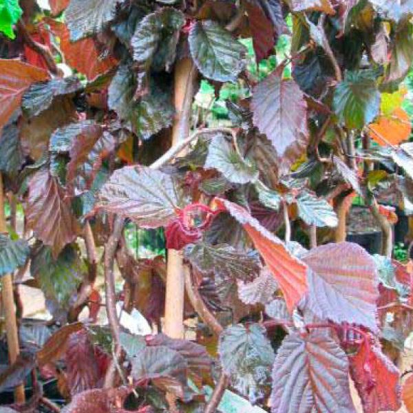 Noisetier tortueux pourpre - Corylus avellana "Red Majestic"