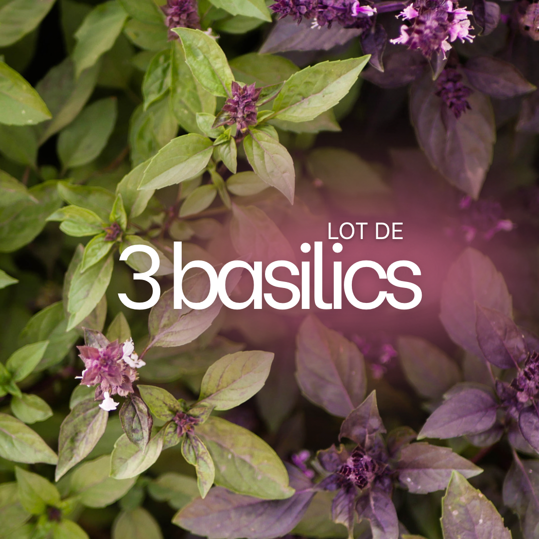 LOT DE 3 BASILICS