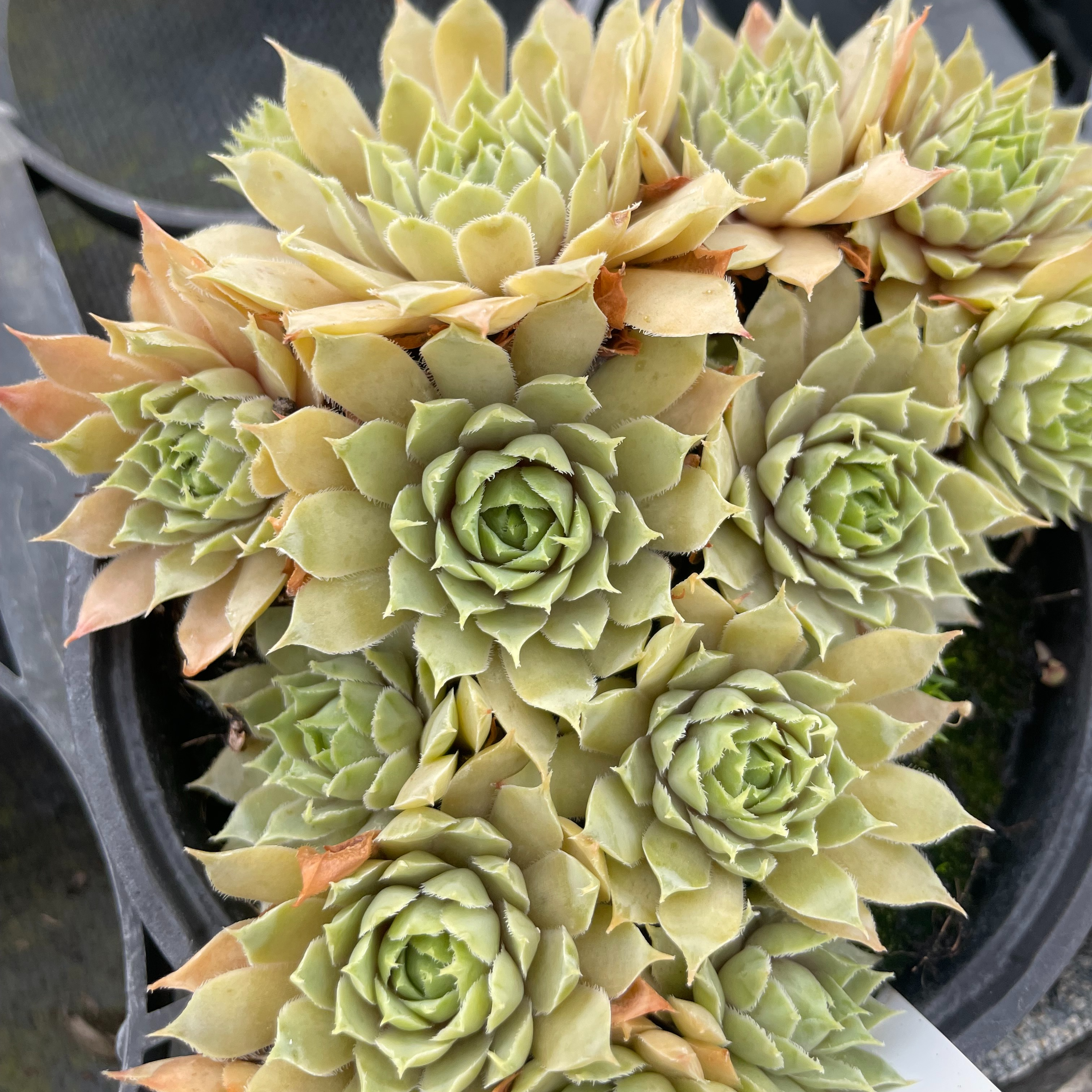 Sempervivum 'Tristis'