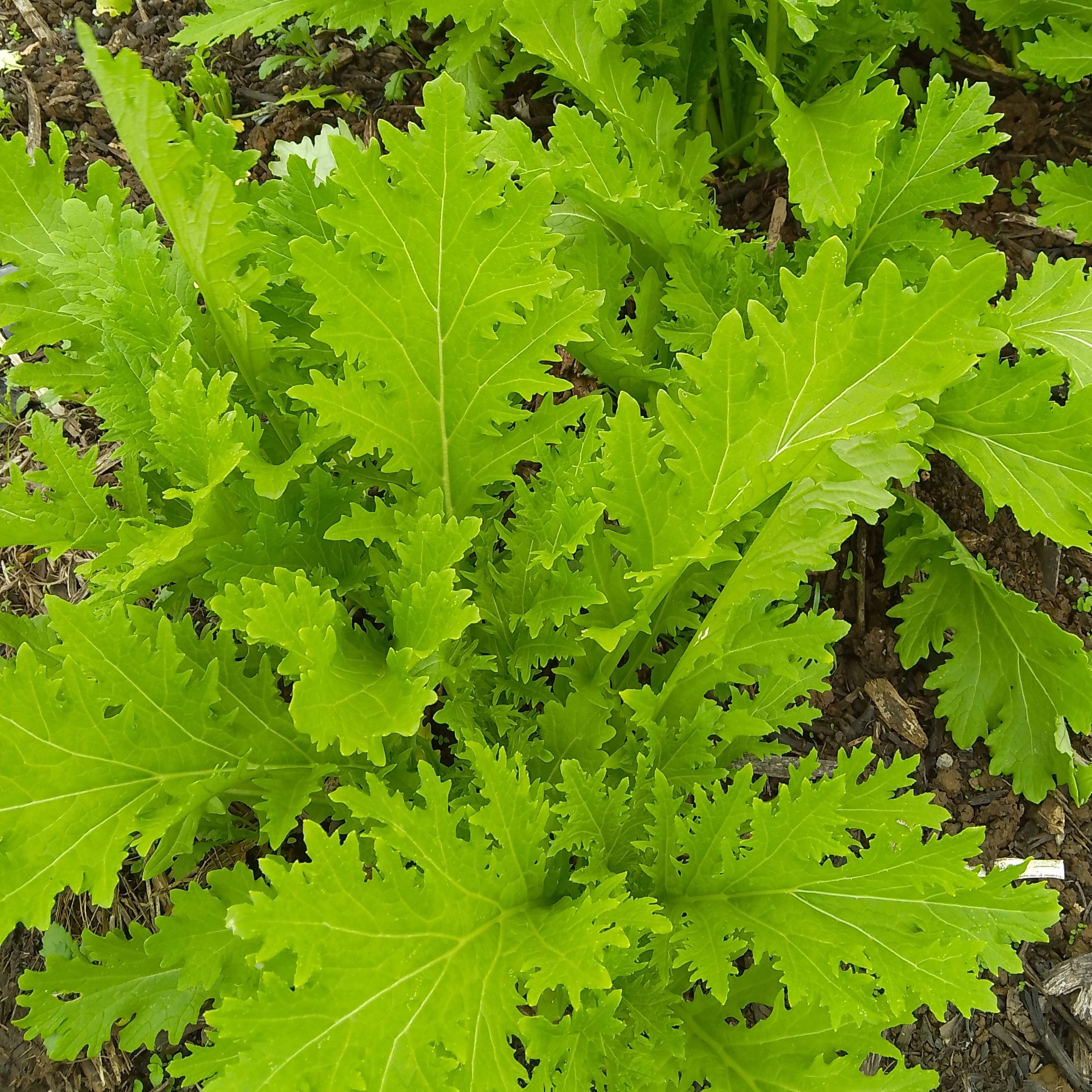 Brède moutarde