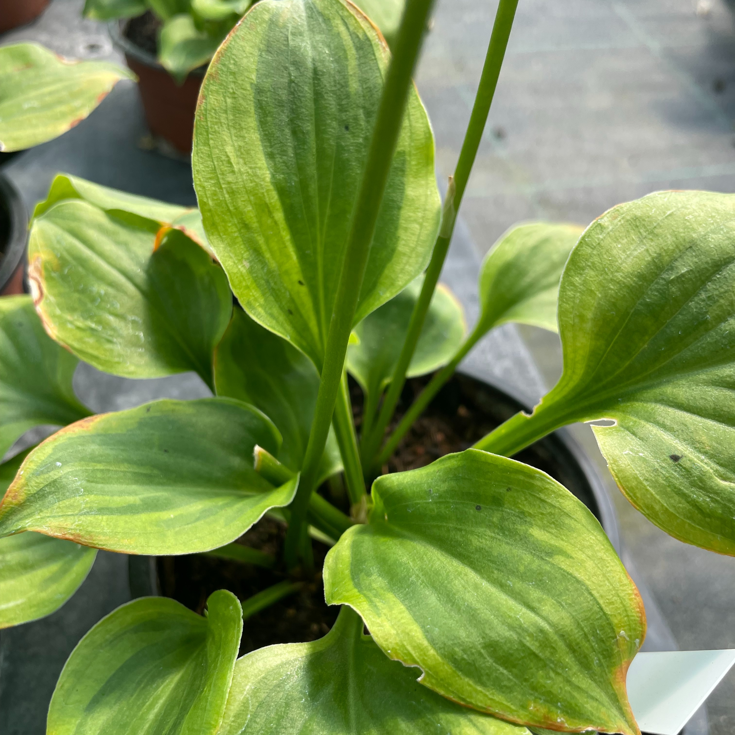 Hosta 'Grand Tiara'