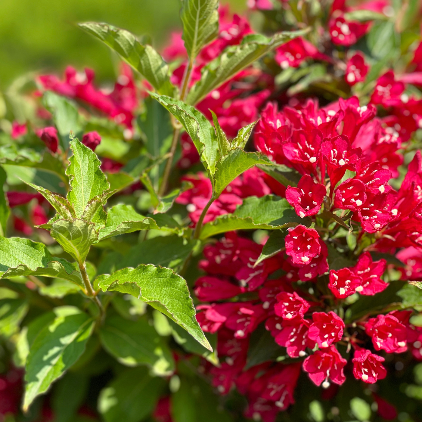 Weigela rose foncé, Weigela Red prince