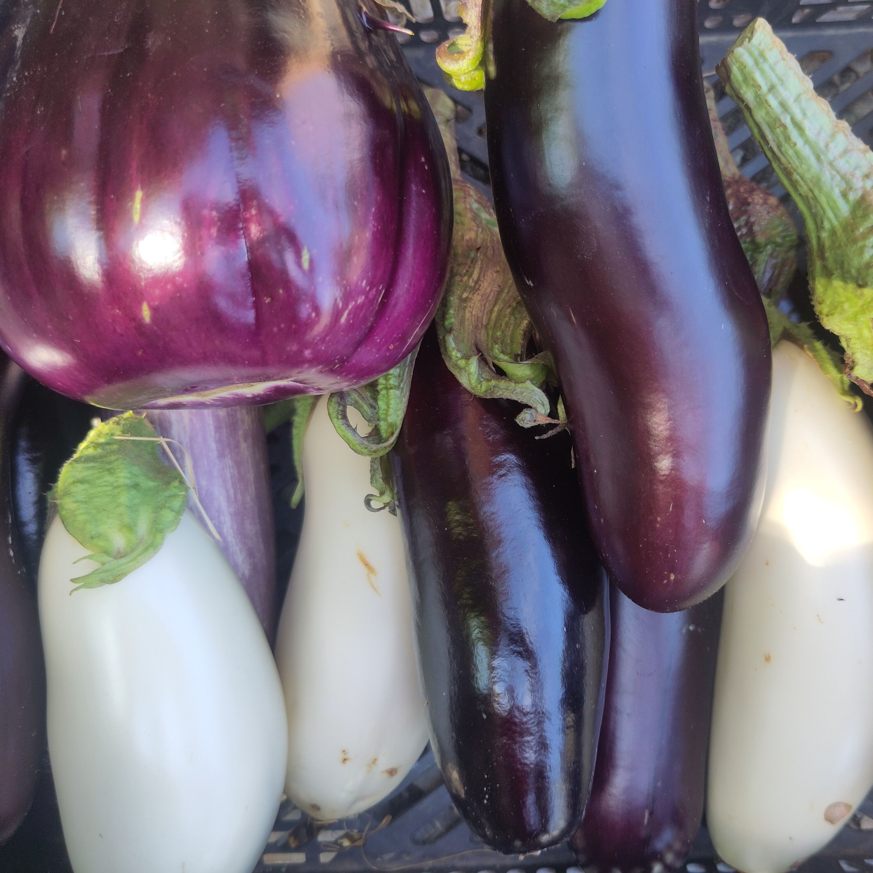 Aubergines