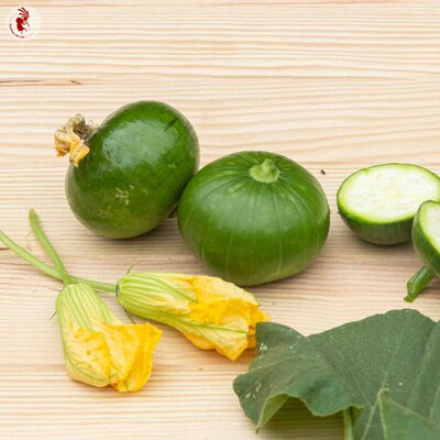 Plant de Courgette - Zappho