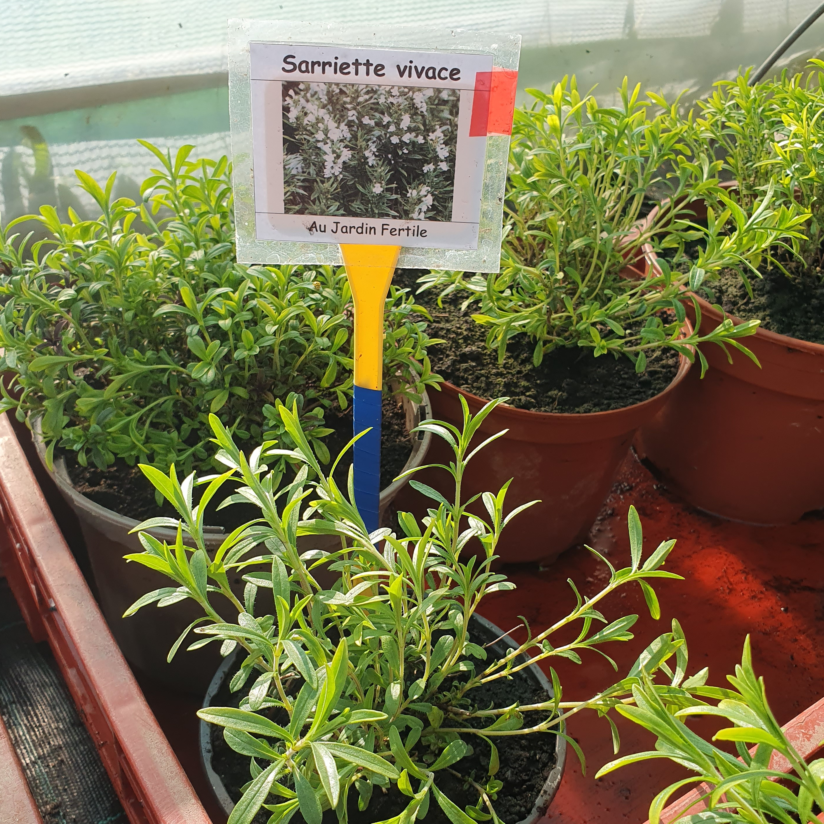 Plant Sarriette (grand)