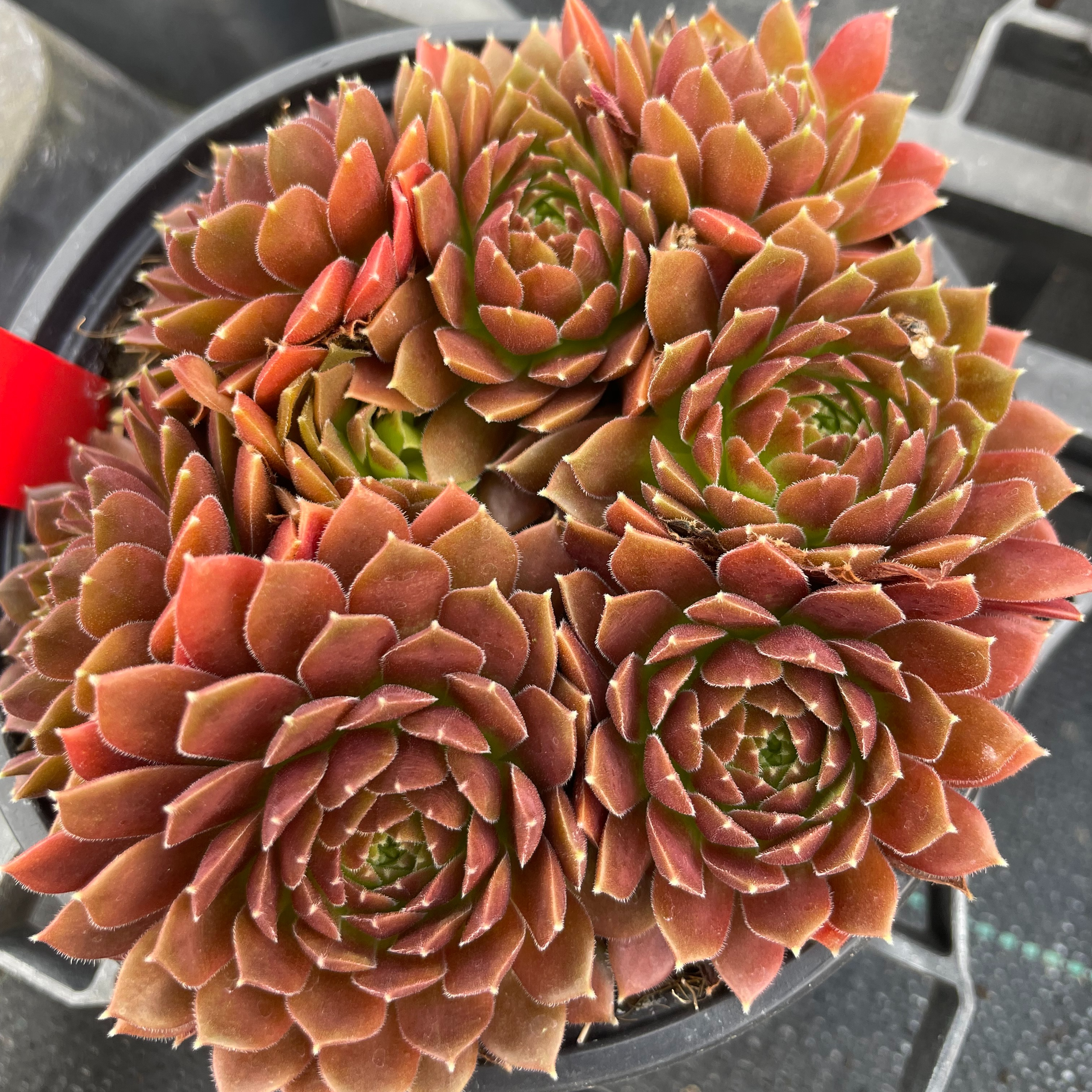 Sempervivum 'Coral Red'