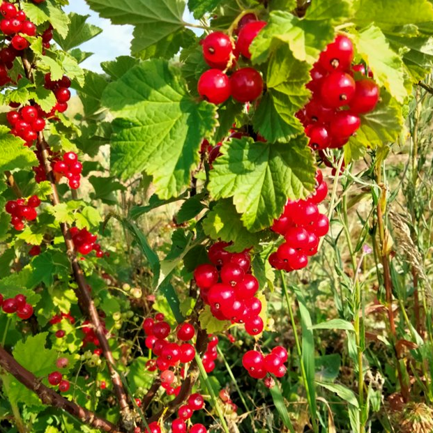 Groseillier à grappes Versaillaise rouge (rouge)