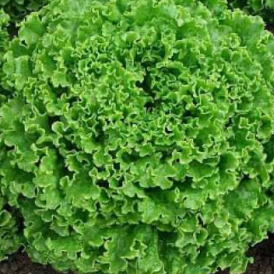 Salade Batavia Blonde