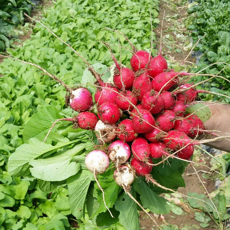 Radis Botte - CHAMP DES PAPILLES