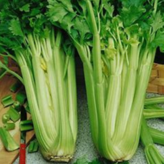 Céleri branche
