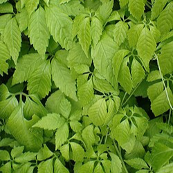 Thé de l'immortalité - gdt 9