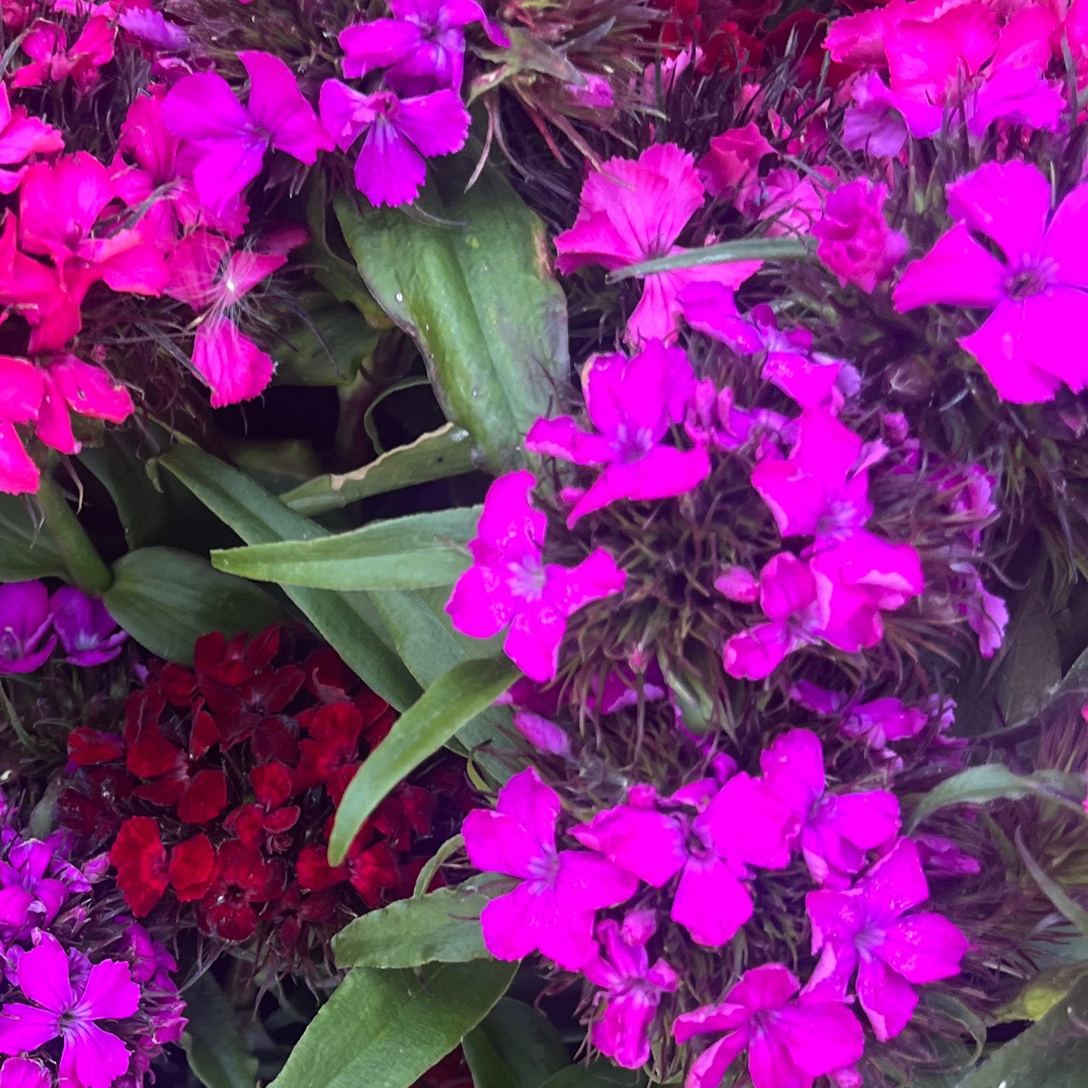 OEILLET POETE Fushia