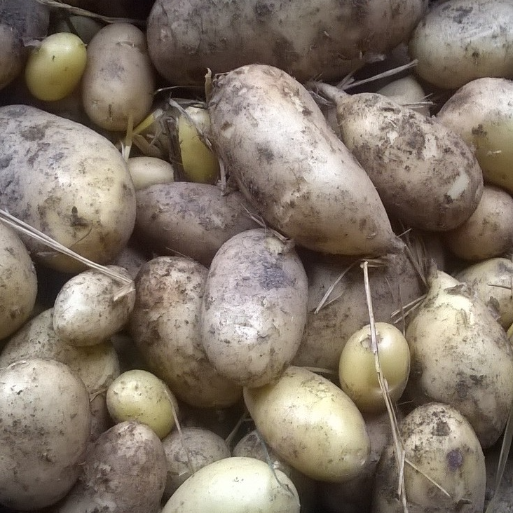 pommes de terre fermes