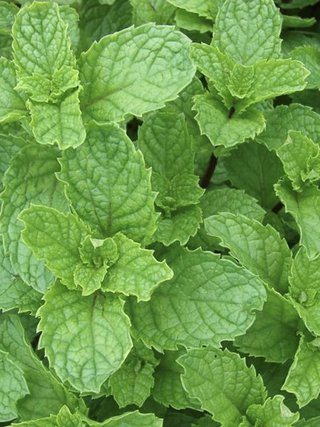 Menthe fraîche