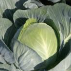 1 choux vert lisse cabus vert /rouge bio ab du jardin ou france