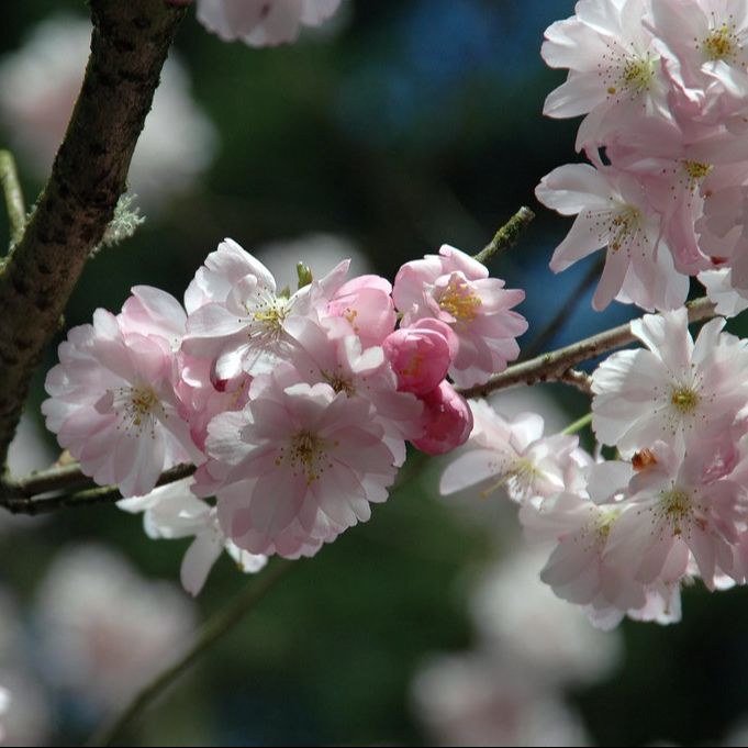 Cerisier japonais (Prunus) 'Accolade'