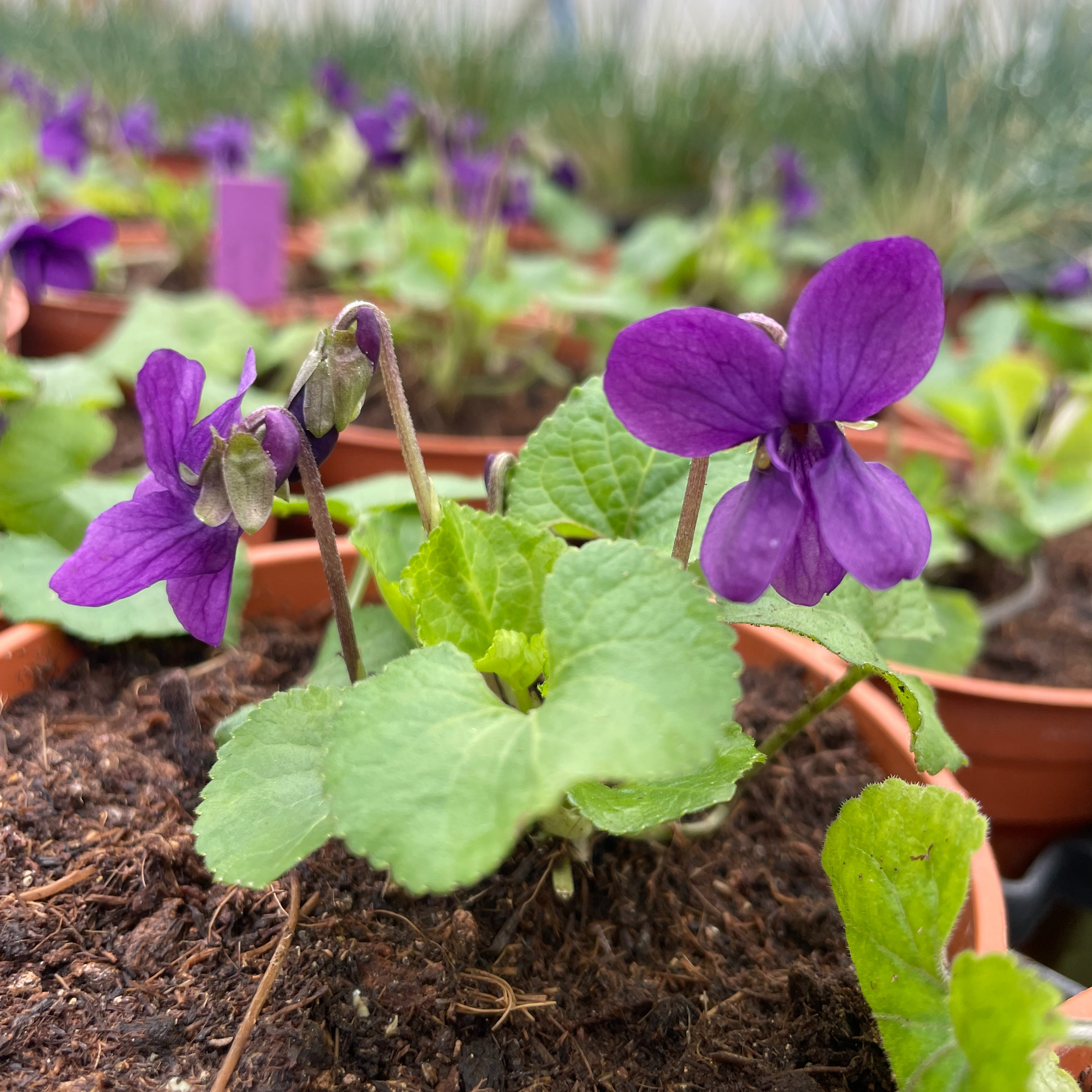 Viola odorata