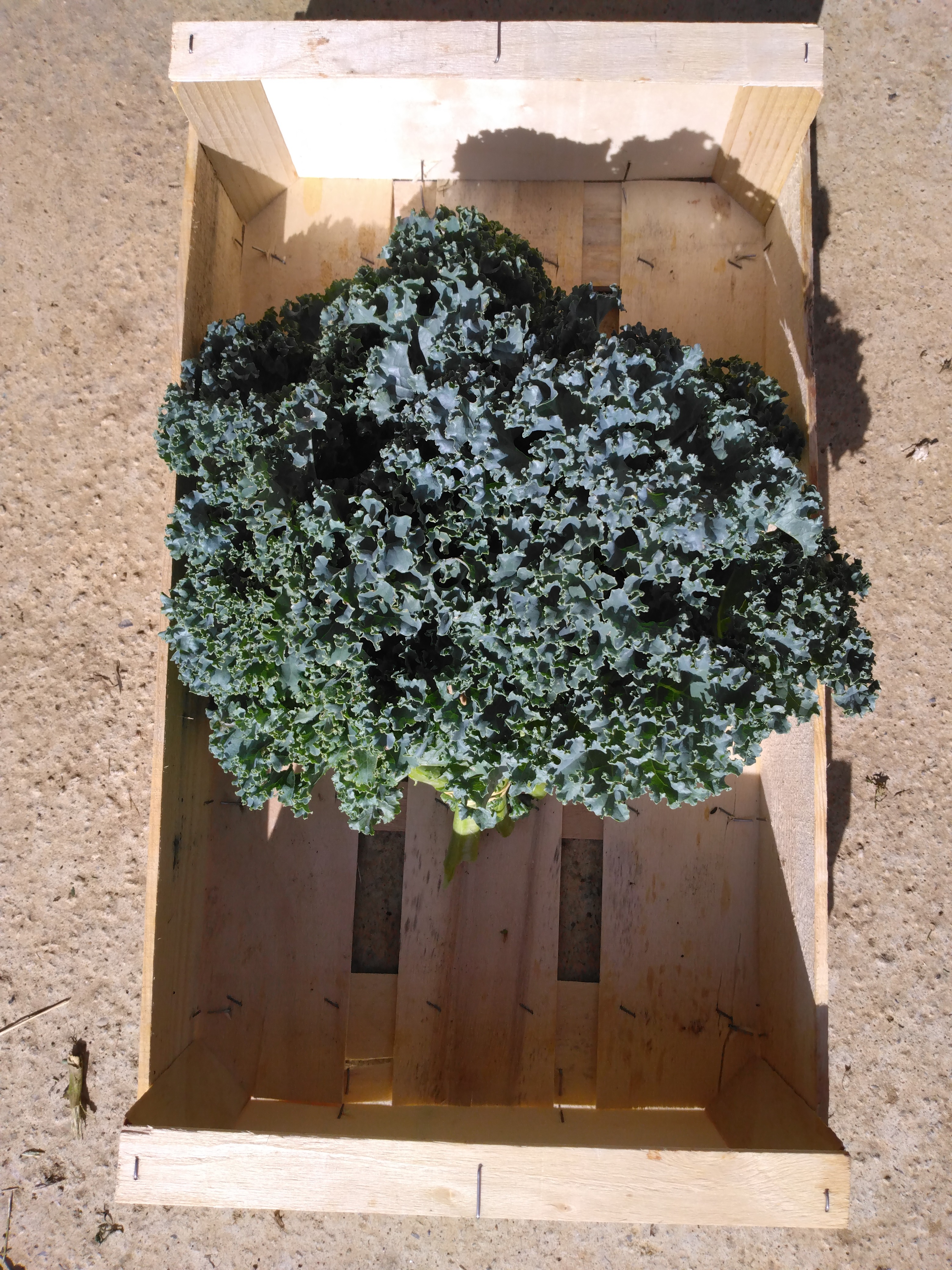 Choux Kale