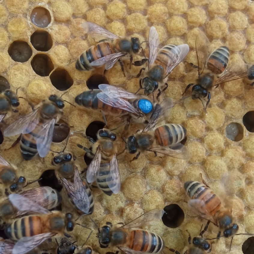 Reine Buckfast F1 sélectionnée Semaine 29