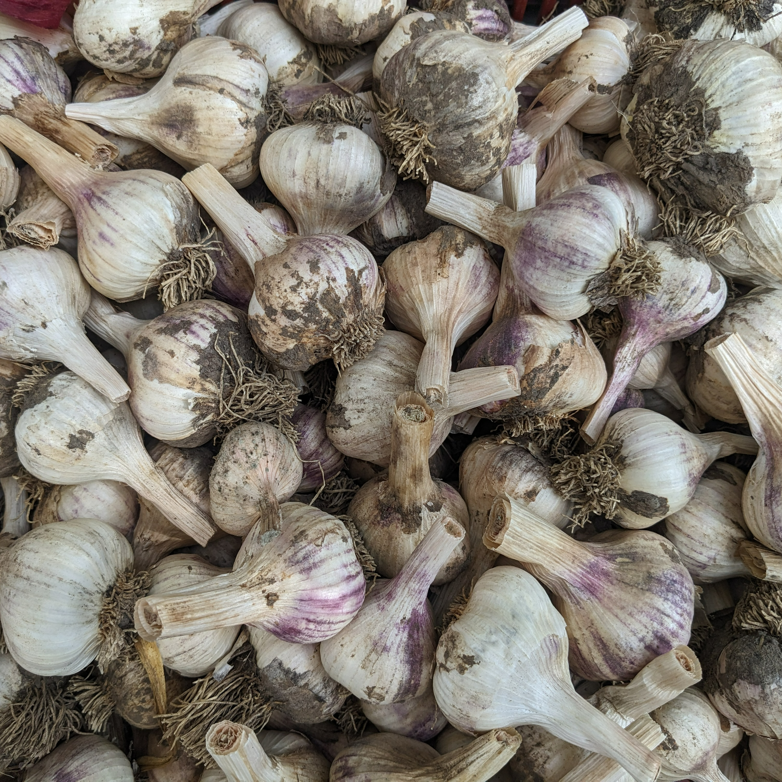 Ail (sachet de 250g)