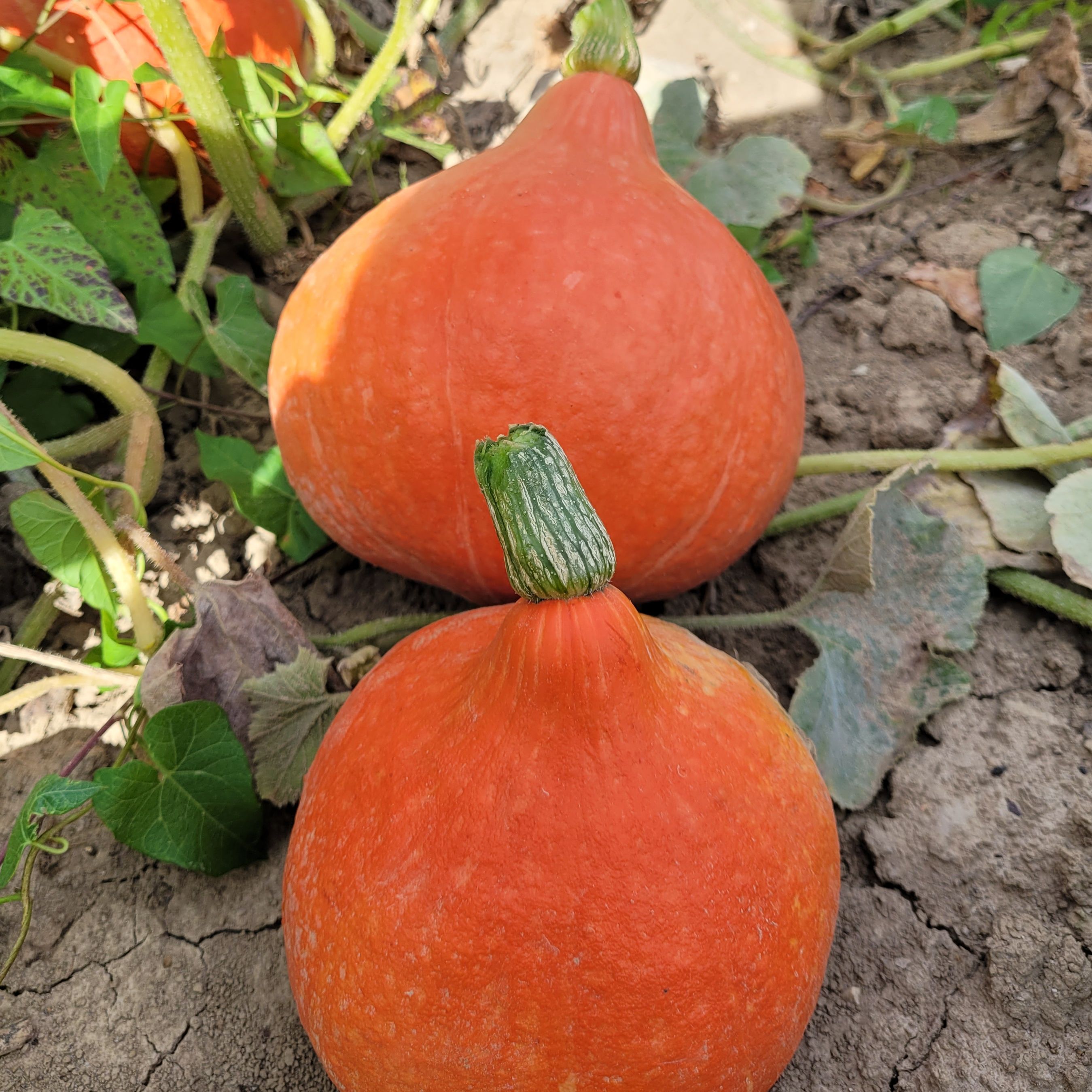 POTIMARRON - 1kg