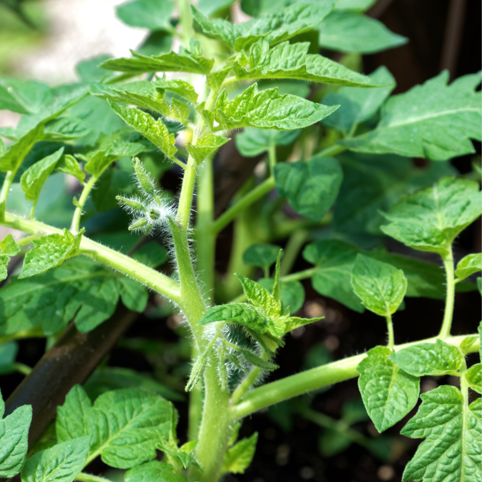 Plant de tomate NOIRE DE CRIMÉE