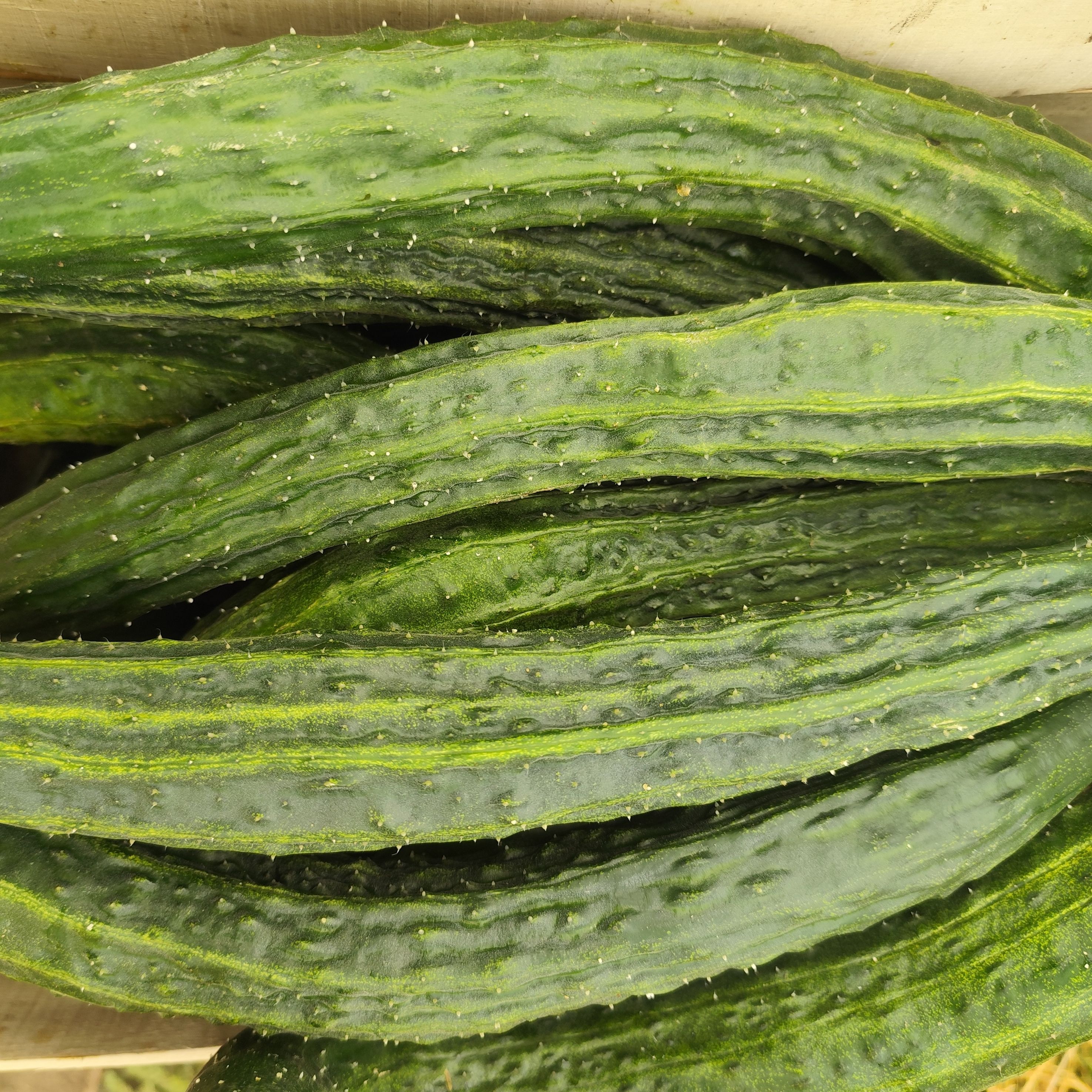 Concombre long saiko