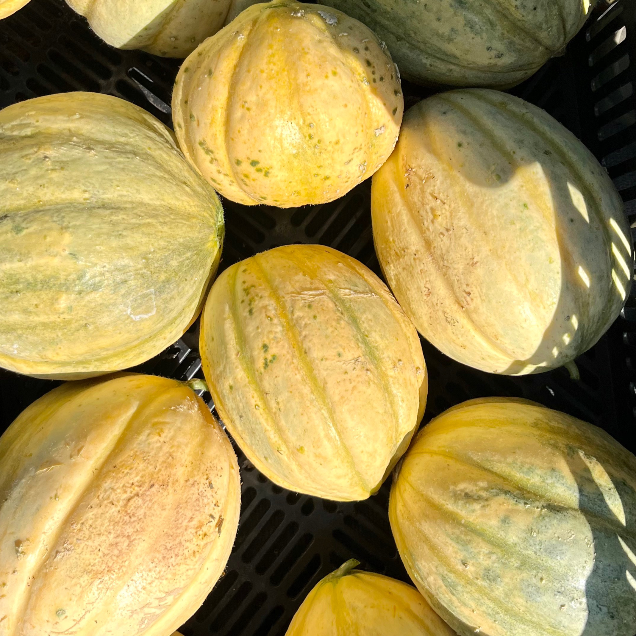 Melon (Kg)