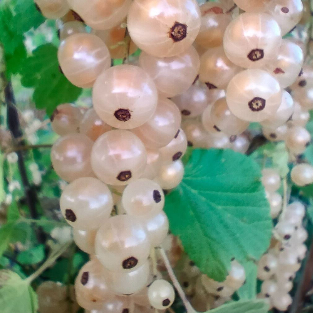 Groseillier à grappes Blanka (blanc, doré)