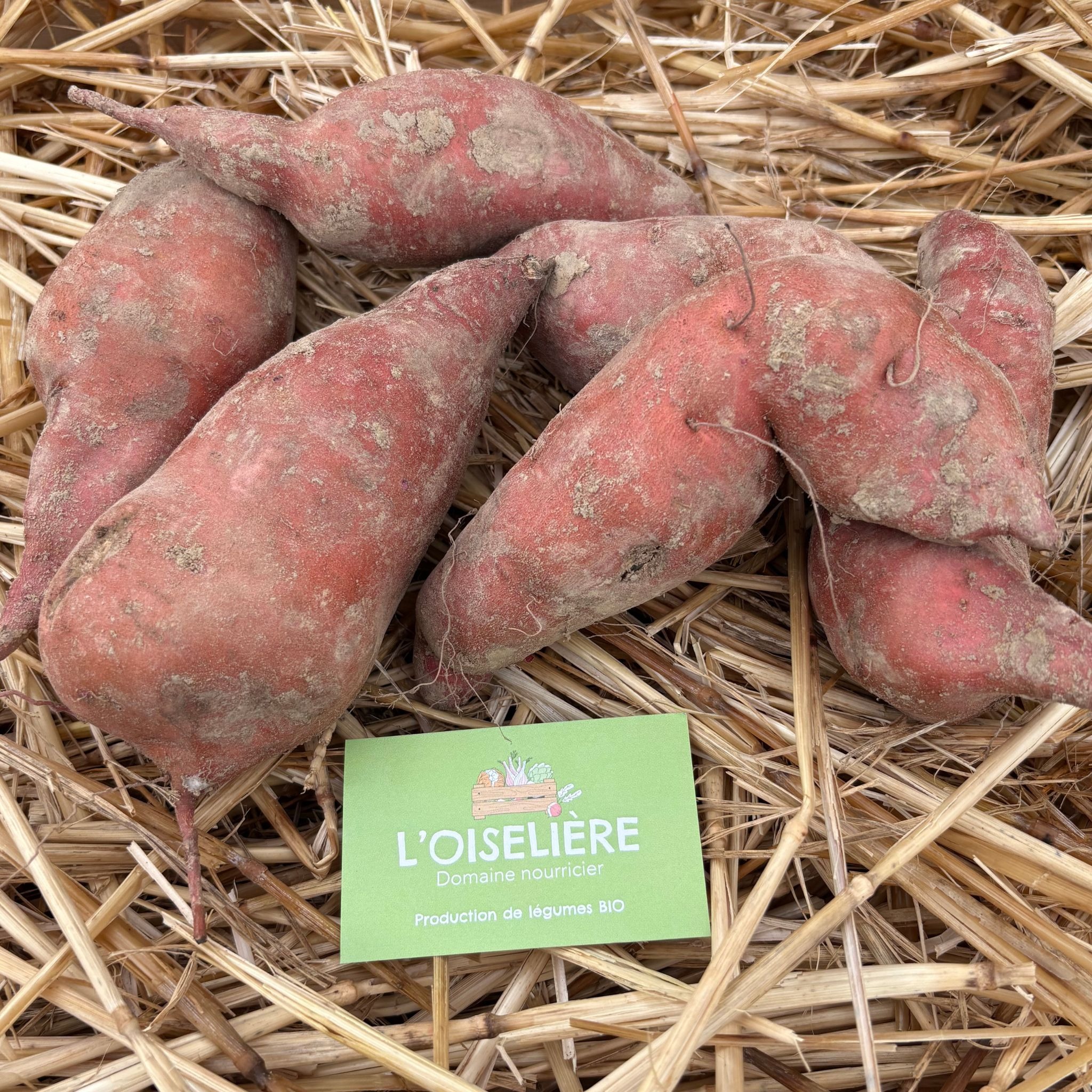 Patate douce - en vrac - petit calibre