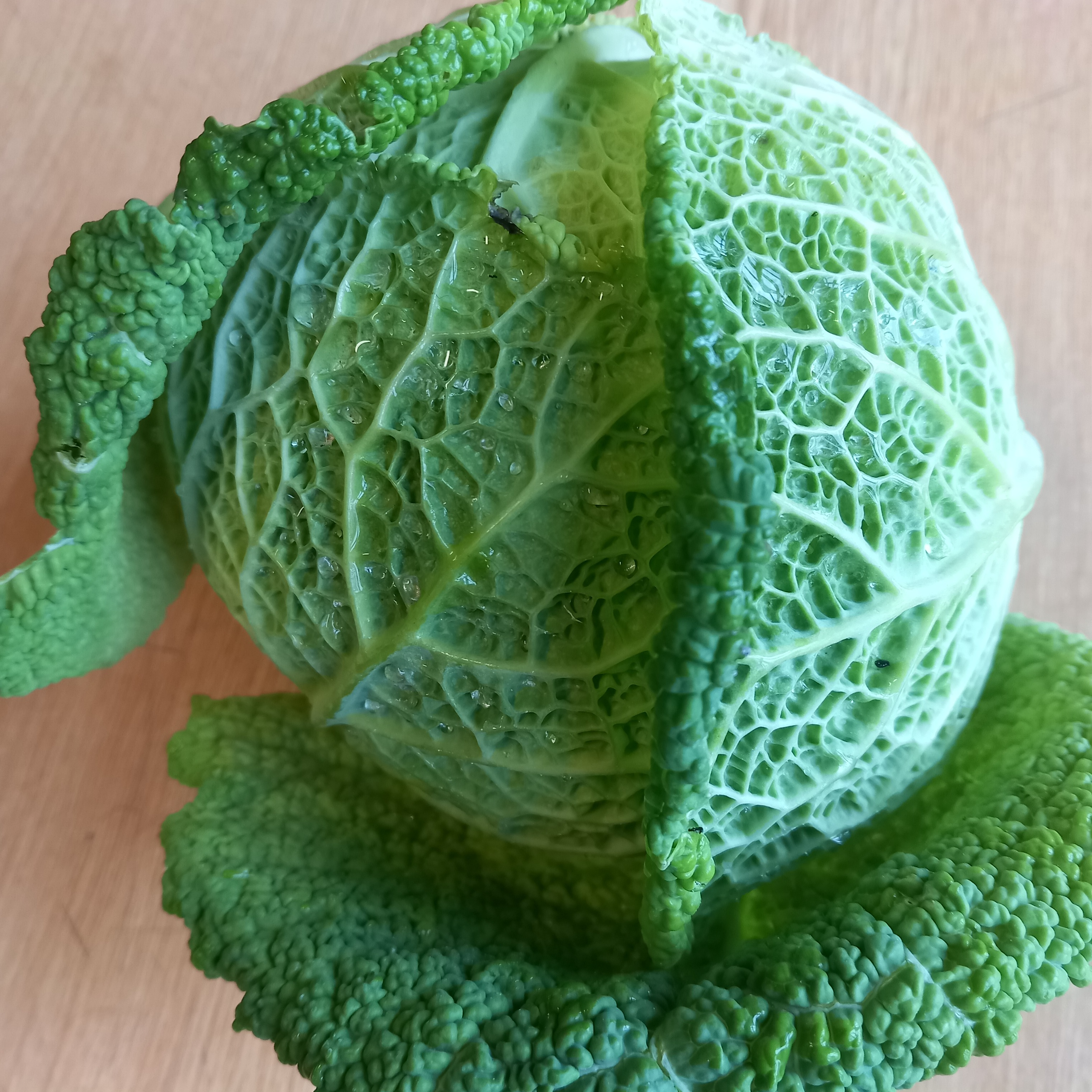 Chou de Milan - 0,6kg