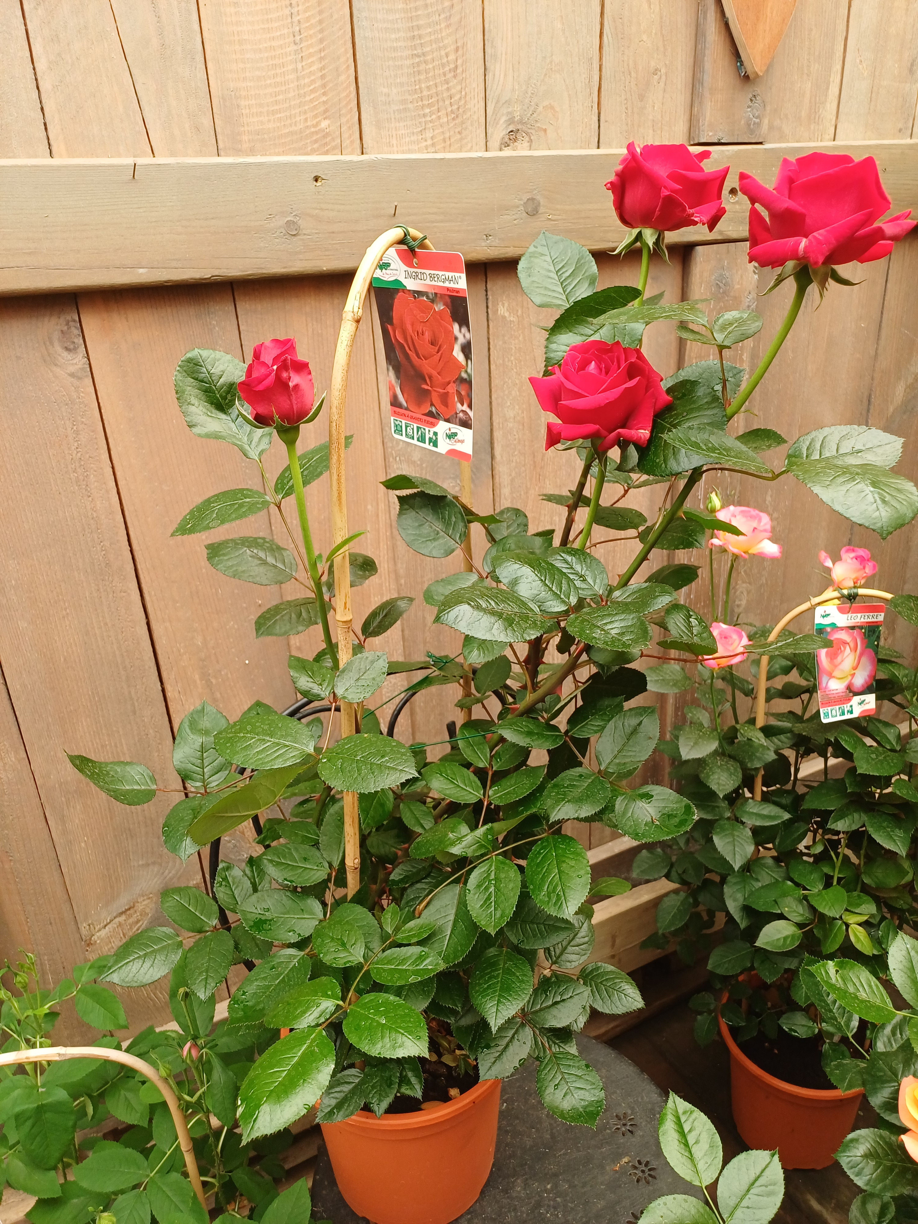 Rosier buisson  rouges