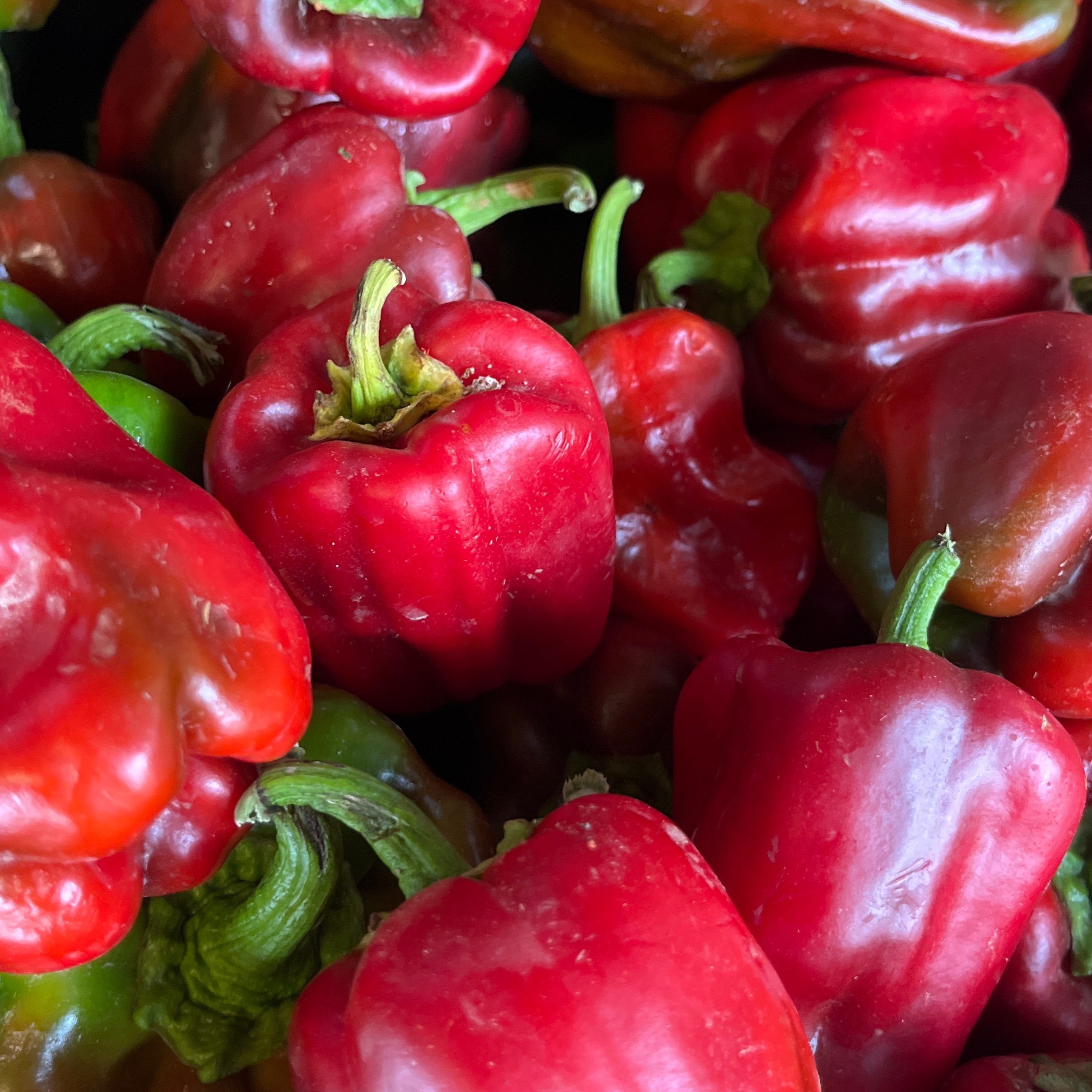 POIVRON ROUGE de notre production