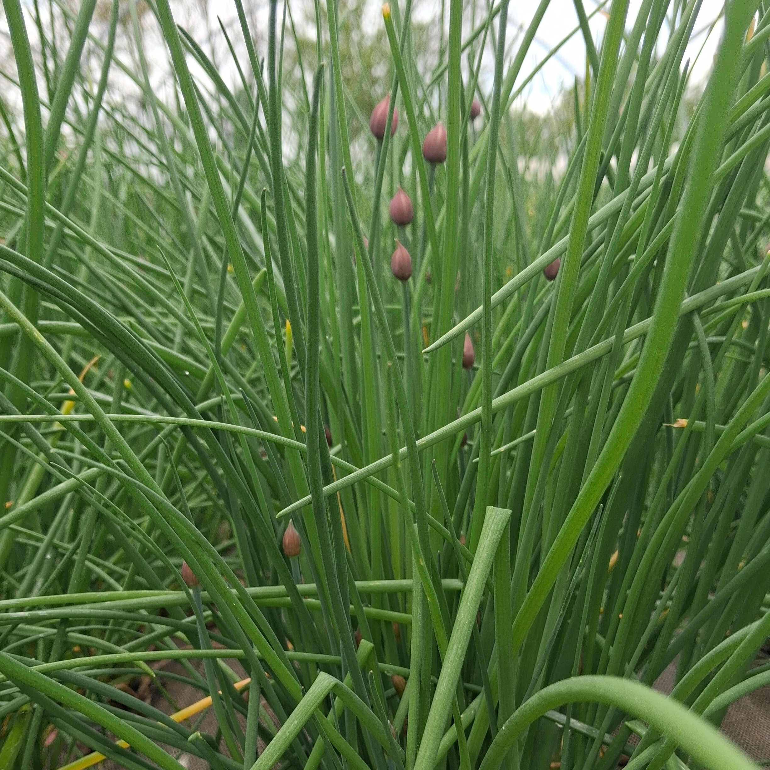 Aromatique - Ciboulette