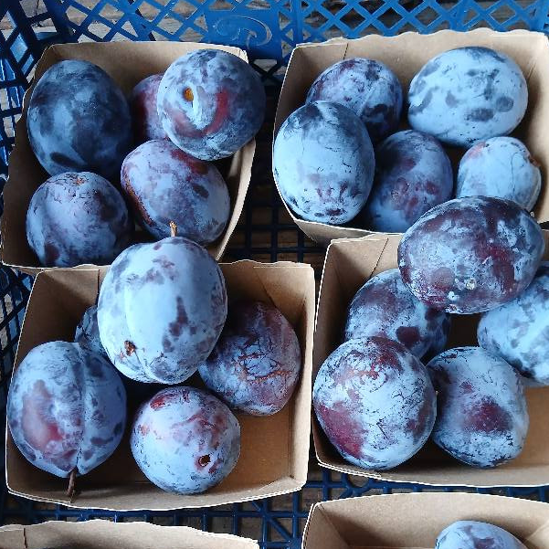 Prune