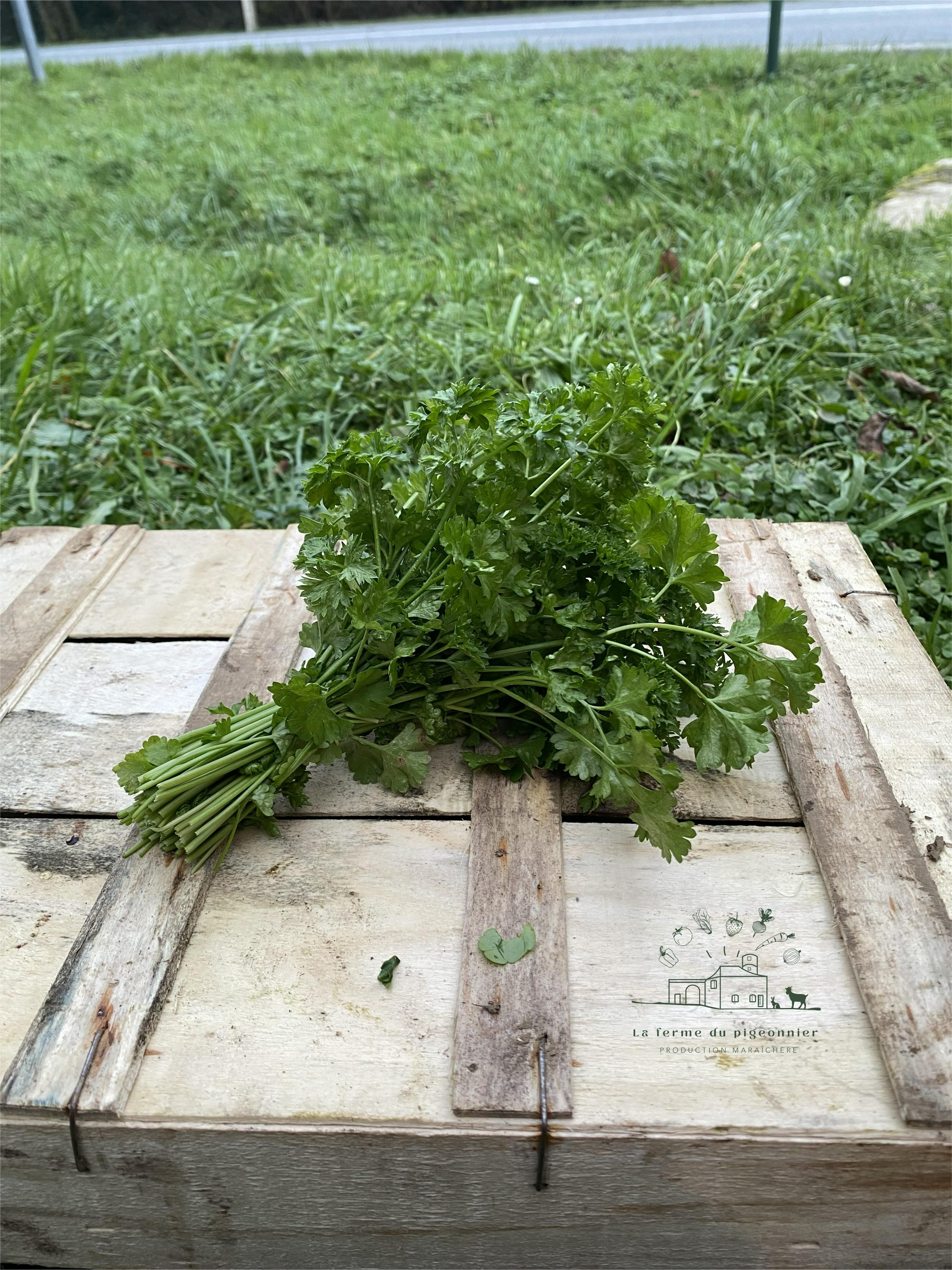 Persil frisés