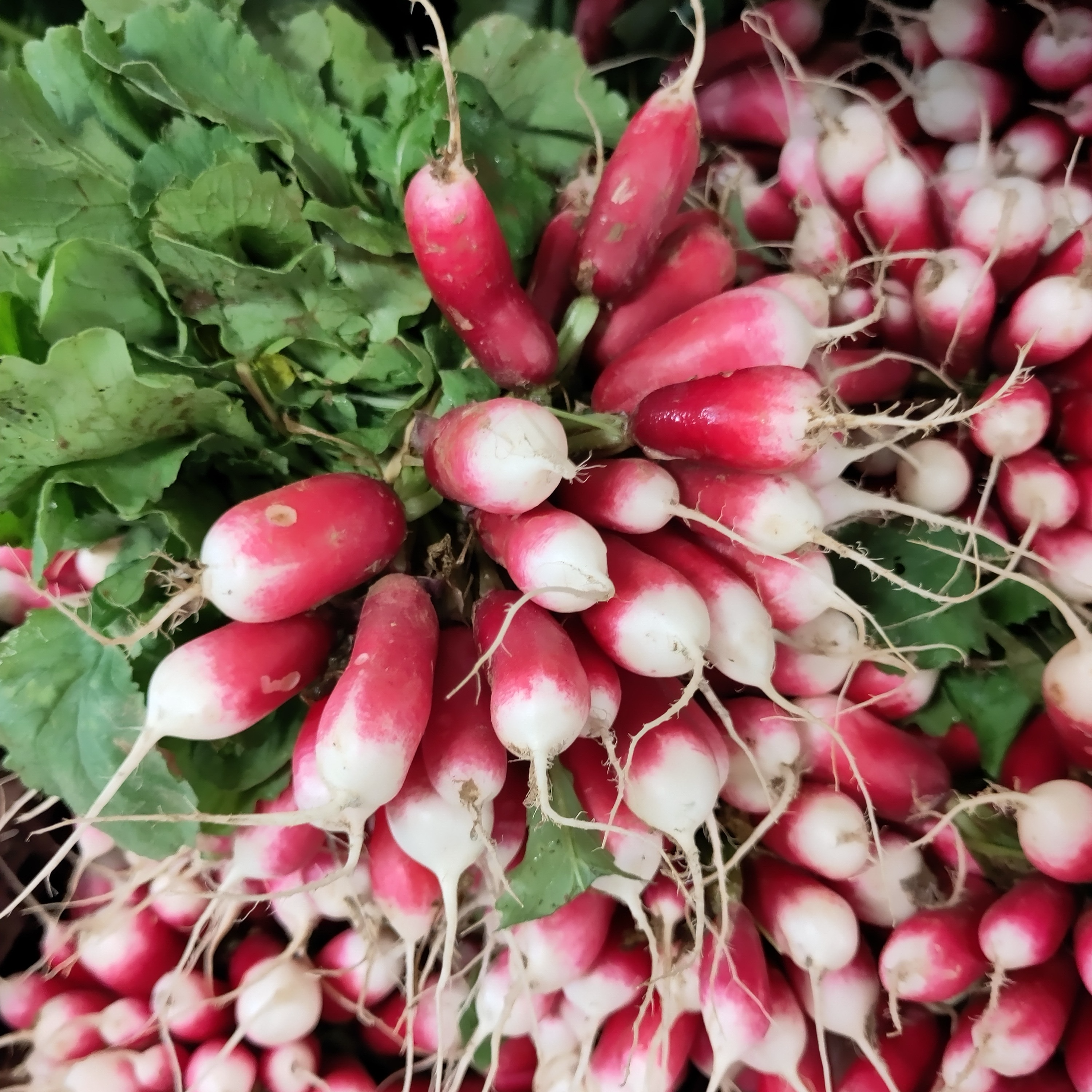 Radis rose botte BIO