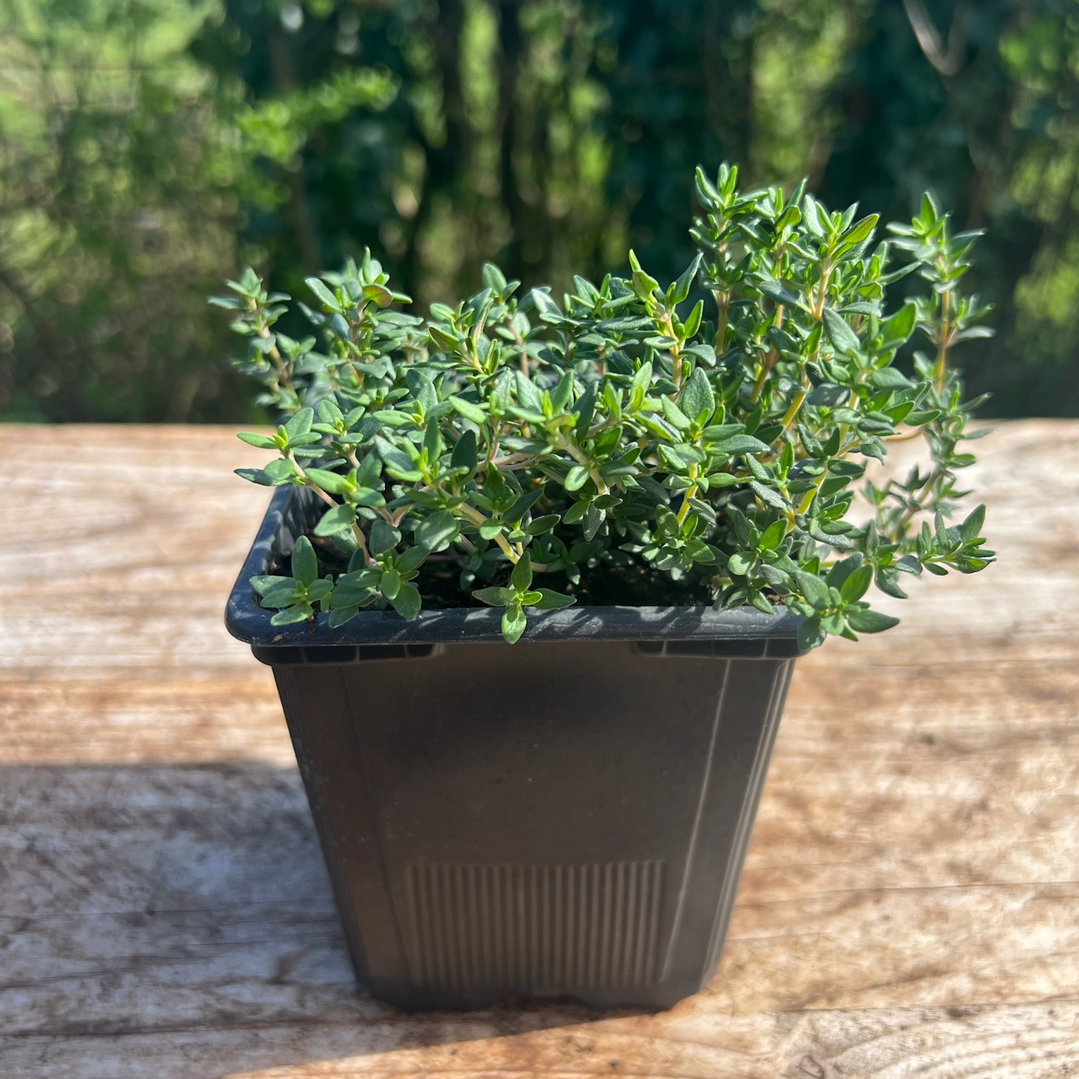 Plant Thym Commun Bio - 650g