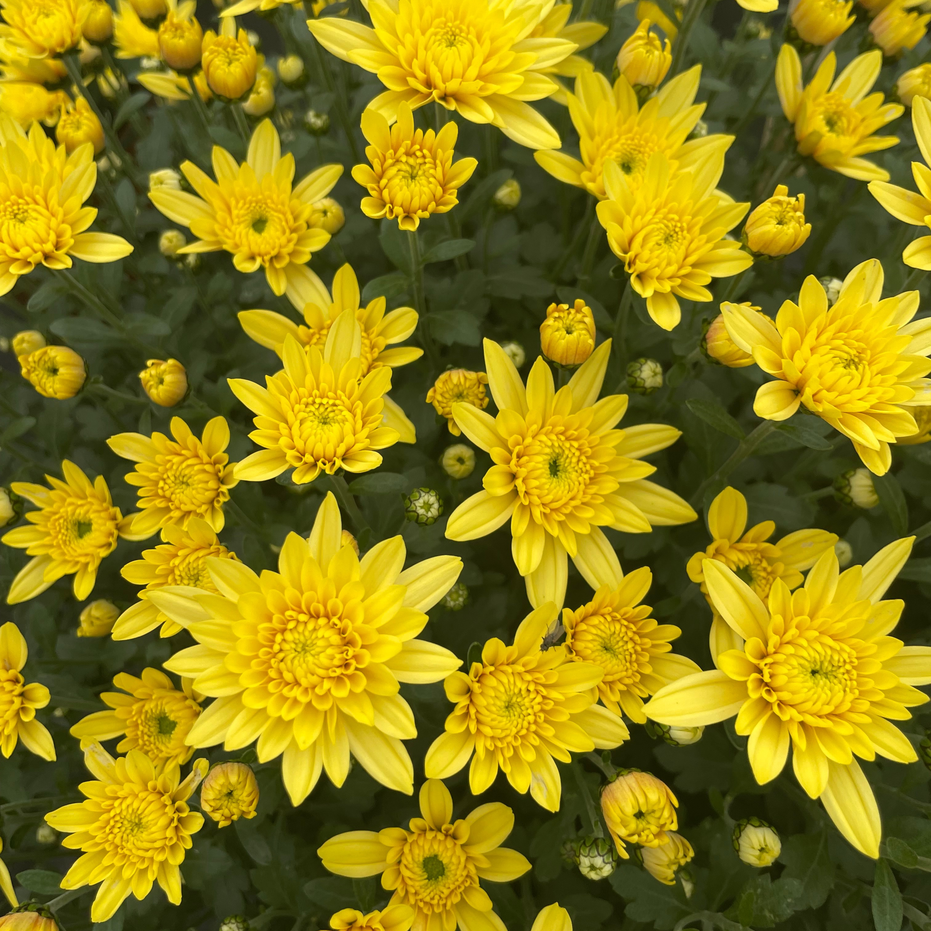 Chrysanthème Flora Jaune