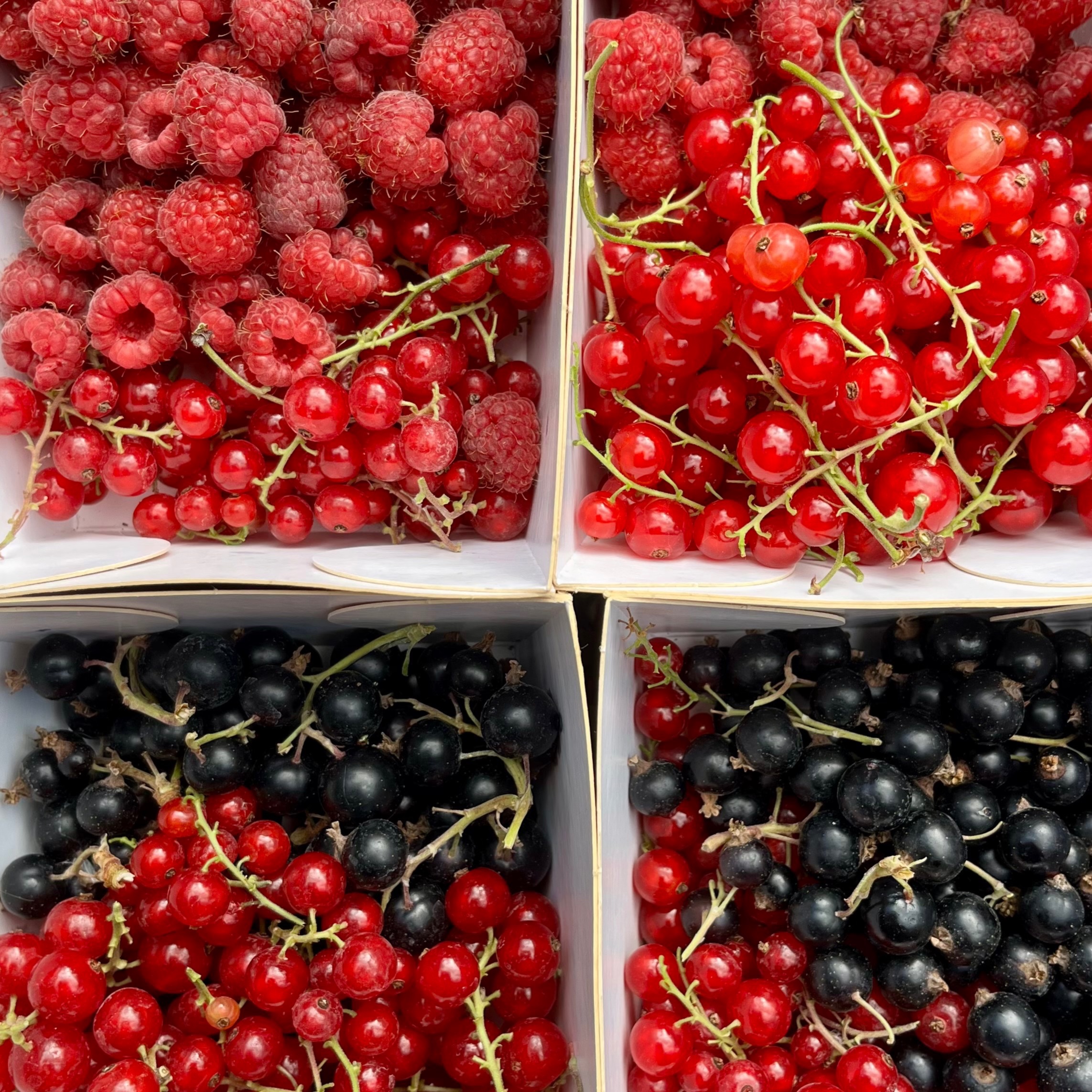 Fruits rouges (Barquette) - 250g