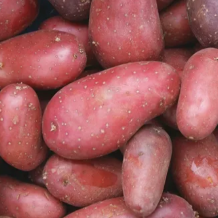 Pomme de terre Cheyenne (rouge) - 800g